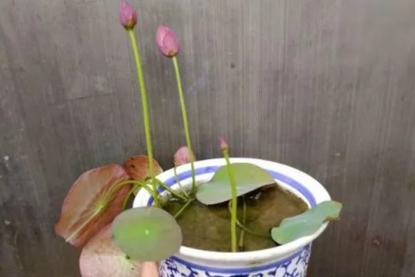 四季碗莲的种植方法,选择陶瓷盆或者泥瓦盆种植