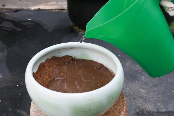 四季碗莲的种植方法,选择陶瓷盆或者泥瓦盆种植