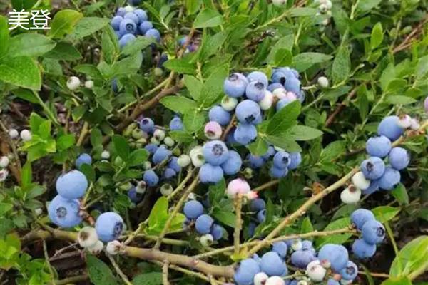 顶级蓝莓的品种,有北蓝、蓝丰等