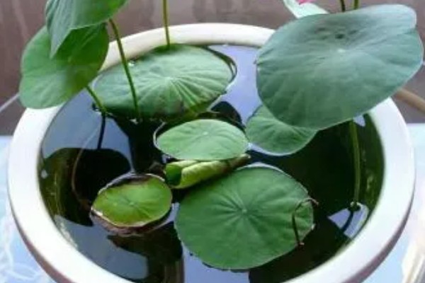 四季碗莲的种植方法,选择陶瓷盆或者泥瓦盆种植