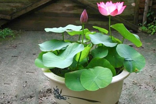 四季碗莲的种植方法,选择陶瓷盆或者泥瓦盆种植