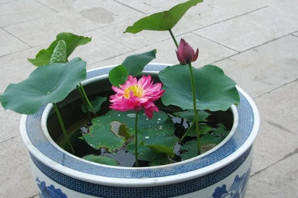 四季碗莲的种植方法,选择陶瓷盆或者泥瓦盆种植