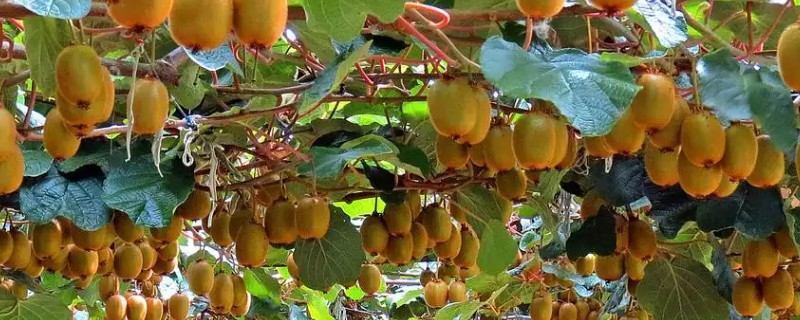 猕猴桃树如何分公母，可以看叶片、花蕾等