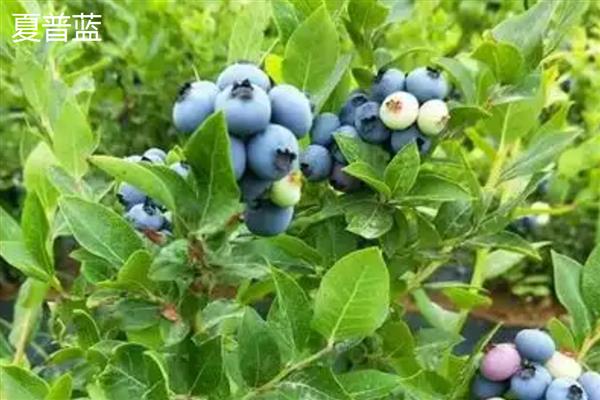 顶级蓝莓的品种,有北蓝、蓝丰等