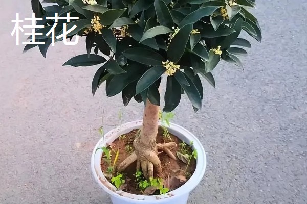 喜欢酸性土壤的花卉，有山茶花、桂花等