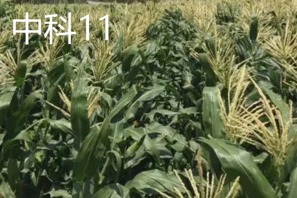 夏玉米品种排名，推荐中科11、青农11等