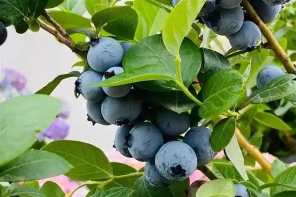 顶级蓝莓的品种,有北蓝、蓝丰等