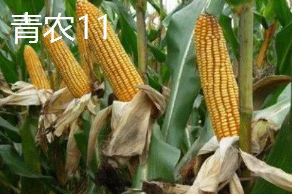 夏玉米品种排名，推荐中科11、青农11等