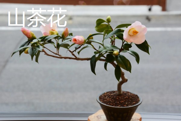 喜欢酸性土壤的花卉，有山茶花、桂花等