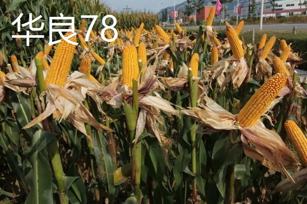 夏玉米品种排名，推荐中科11、青农11等