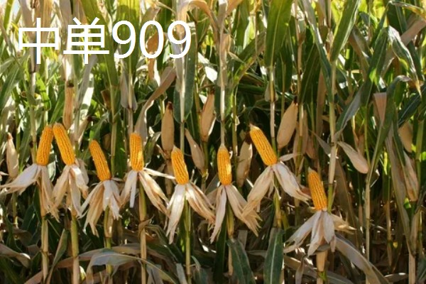 夏玉米品种排名，推荐中科11、青农11等