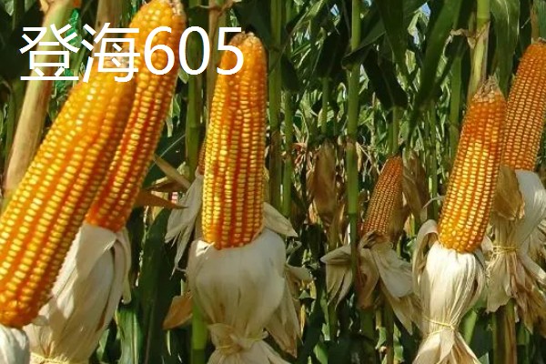 夏玉米品种排名，推荐中科11、青农11等