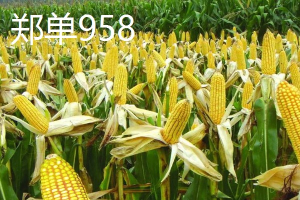 夏玉米品种排名，推荐中科11、青农11等