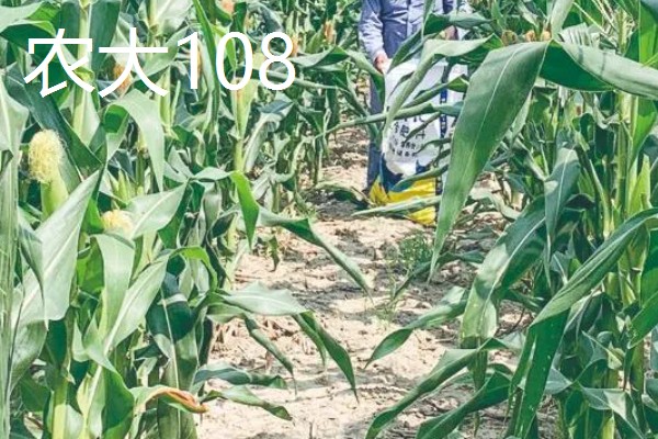 夏玉米品种排名，推荐中科11、青农11等