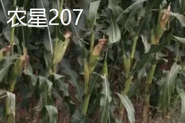 夏玉米品种排名，推荐中科11、青农11等