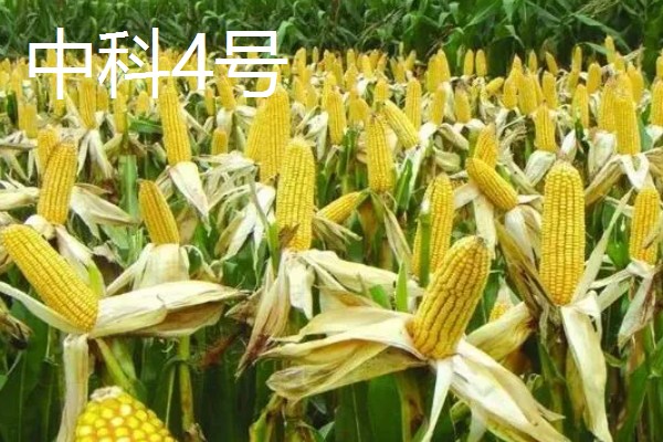 夏玉米品种排名，推荐中科11、青农11等