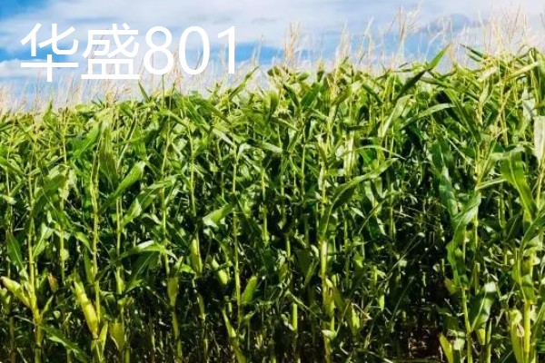 夏玉米品种排名，推荐中科11、青农11等