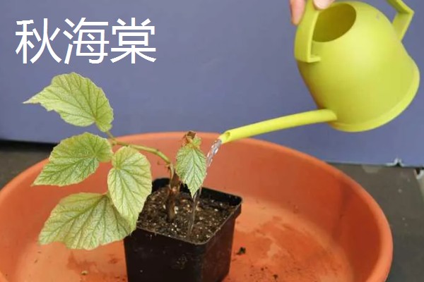 喜欢酸性土壤的花卉，有山茶花、桂花等