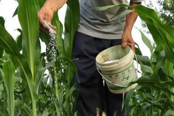 夏玉米品种排名，推荐中科11、青农11等