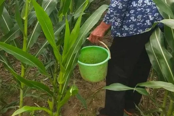 夏玉米品种排名，推荐中科11、青农11等