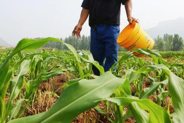 夏玉米品种排名，推荐中科11、青农11等