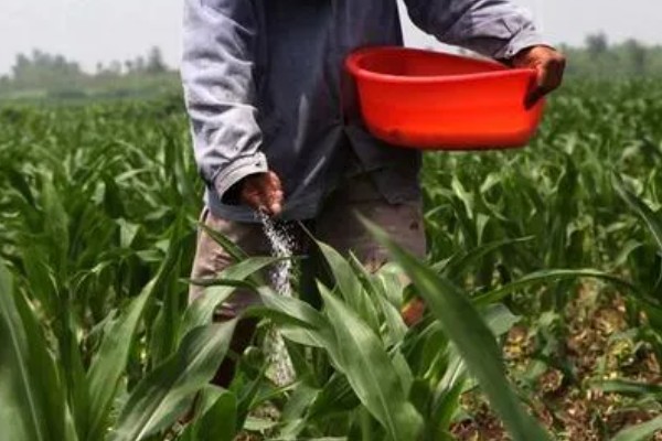 夏玉米品种排名，推荐中科11、青农11等