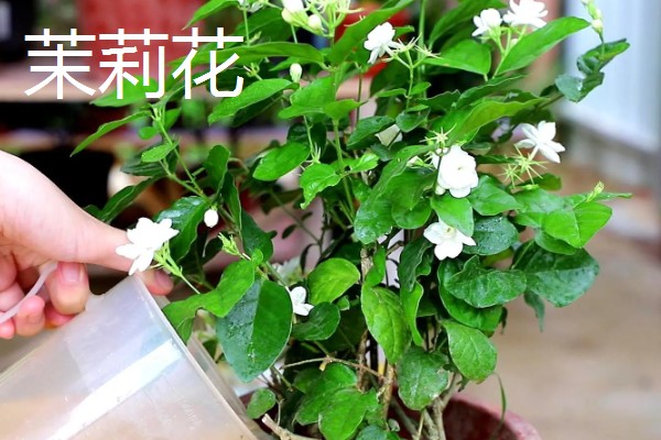喜欢酸性土壤的花卉，有山茶花、桂花等