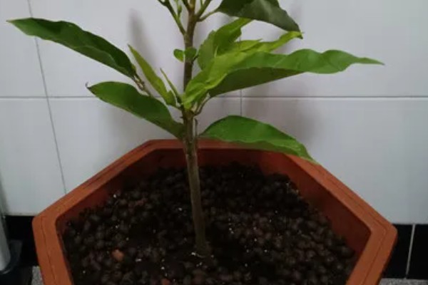喜欢酸性土壤的花卉，有山茶花、桂花等