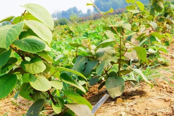 猕猴桃树如何分公母，可以看叶片、花蕾等