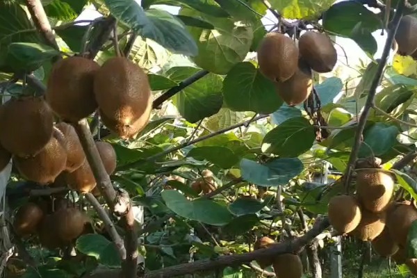 猕猴桃树如何分公母，可以看叶片、花蕾等