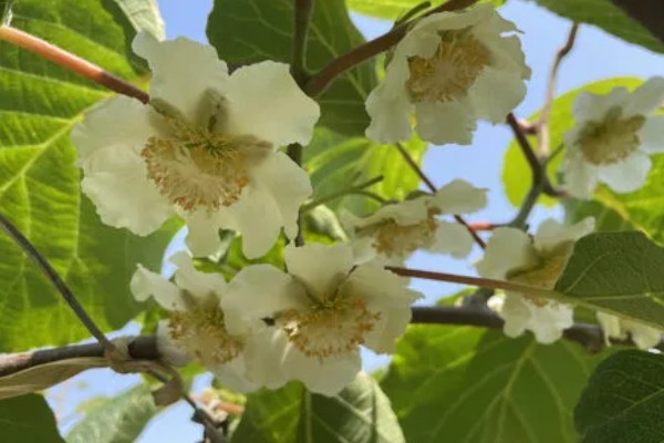 猕猴桃树如何分公母，可以看叶片、花蕾等