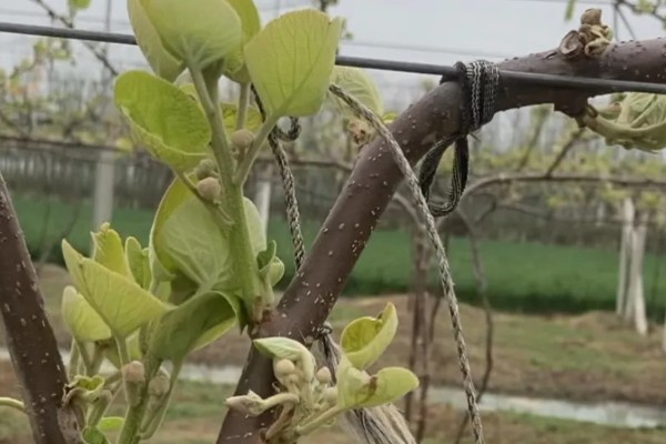 猕猴桃树如何分公母，可以看叶片、花蕾等