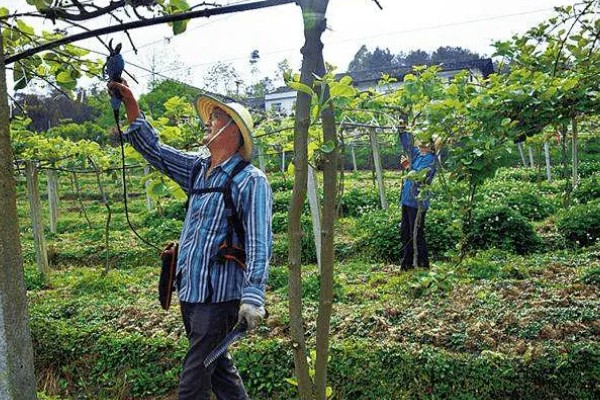猕猴桃树如何分公母，可以看叶片、花蕾等
