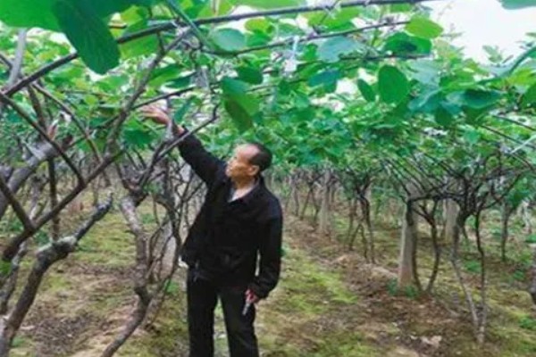 猕猴桃树如何分公母，可以看叶片、花蕾等