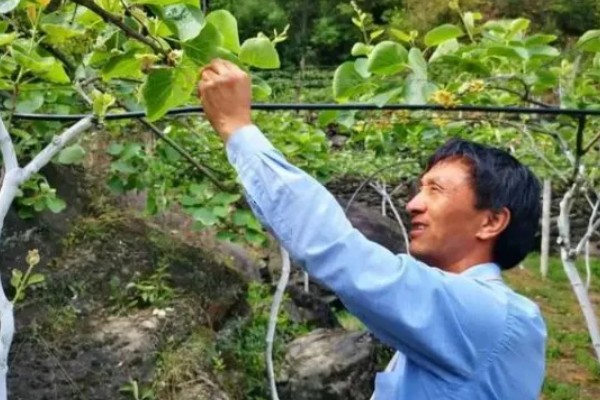 猕猴桃树如何分公母，可以看叶片、花蕾等