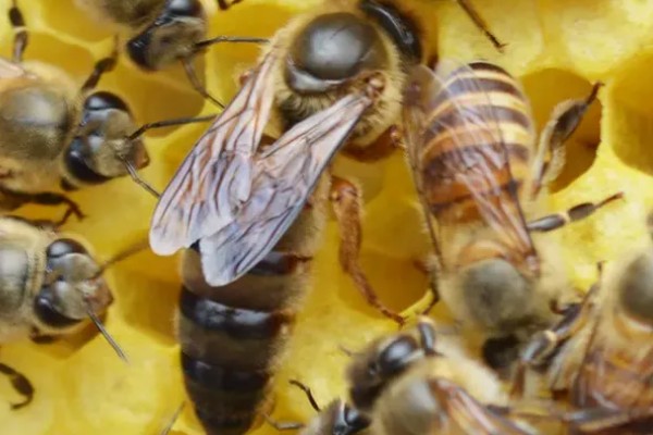 蜜蜂的繁殖条件，首先蜂王必须优质