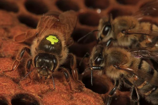 蜜蜂的繁殖条件，首先蜂王必须优质