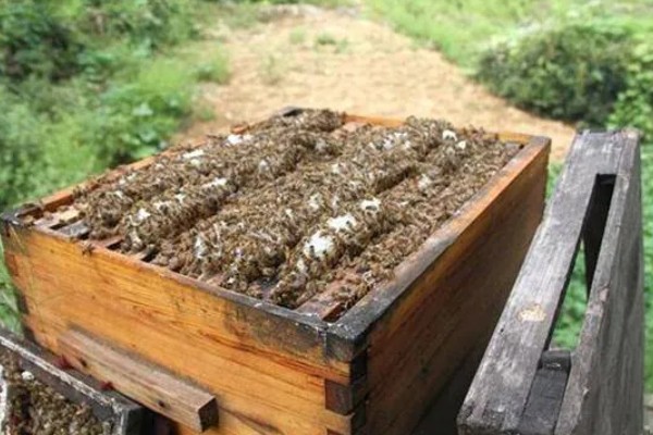 蜜蜂的繁殖条件，首先蜂王必须优质