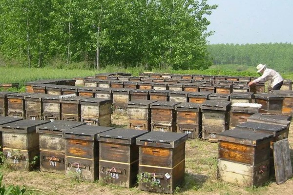 蜜蜂的繁殖条件，首先蜂王必须优质