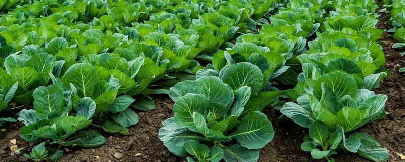 白菜根部腐烂怎么处理，需喷洒农药并中耕松土