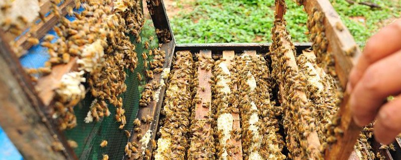 蜜蜂的繁殖条件，首先蜂王必须优质