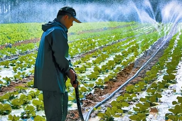 白菜根部腐烂怎么处理,需喷洒农药并中耕松土