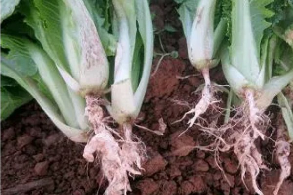 白菜根部腐烂怎么处理,需喷洒农药并中耕松土