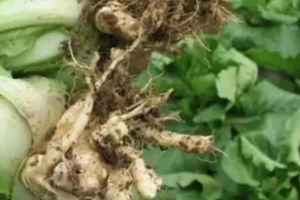 白菜根部腐烂怎么处理,需喷洒农药并中耕松土