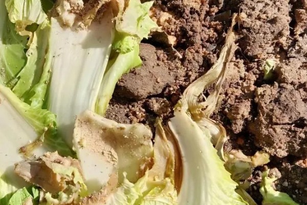 白菜根部腐烂怎么处理,需喷洒农药并中耕松土