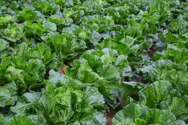 白菜根部腐烂怎么处理,需喷洒农药并中耕松土