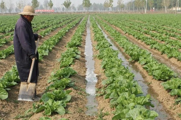 白菜根部腐烂怎么处理,需喷洒农药并中耕松土