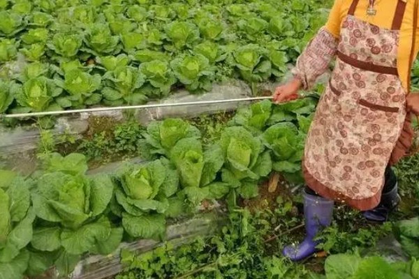 白菜根部腐烂怎么处理,需喷洒农药并中耕松土