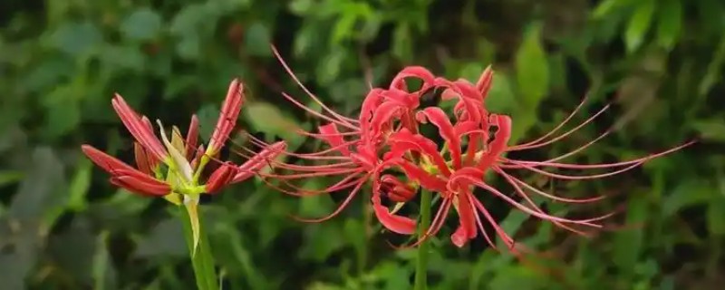 彼岸花的花语，寓意绝望的爱、永世分别