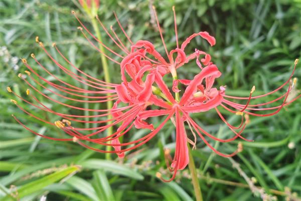 彼岸花的花语，寓意绝望的爱、永世分别